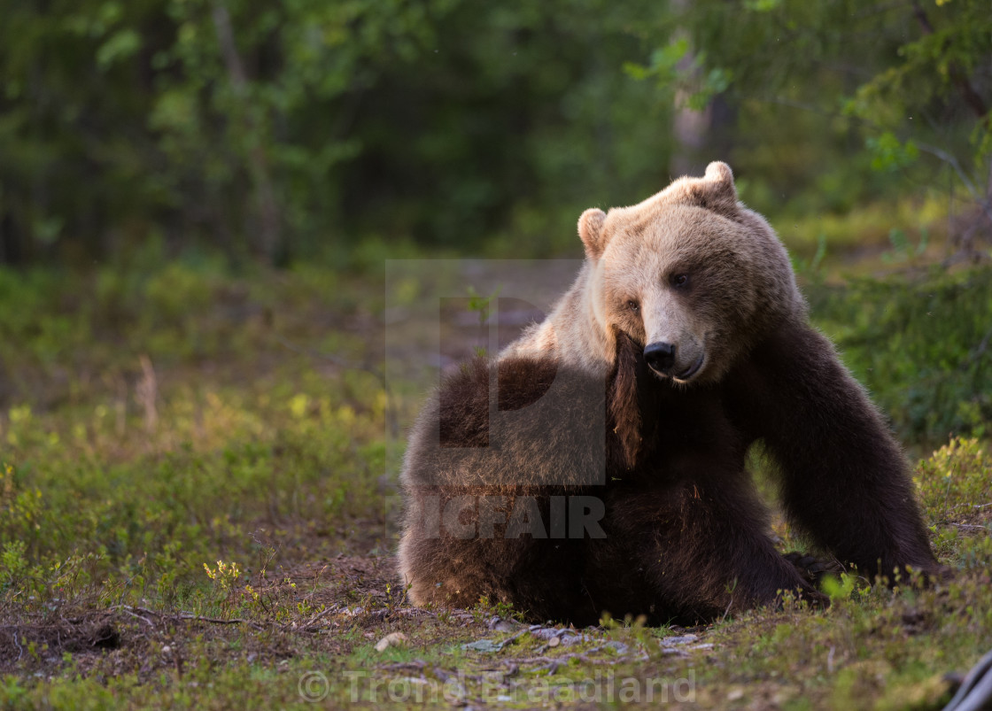 "Brown bear scratching" stock image