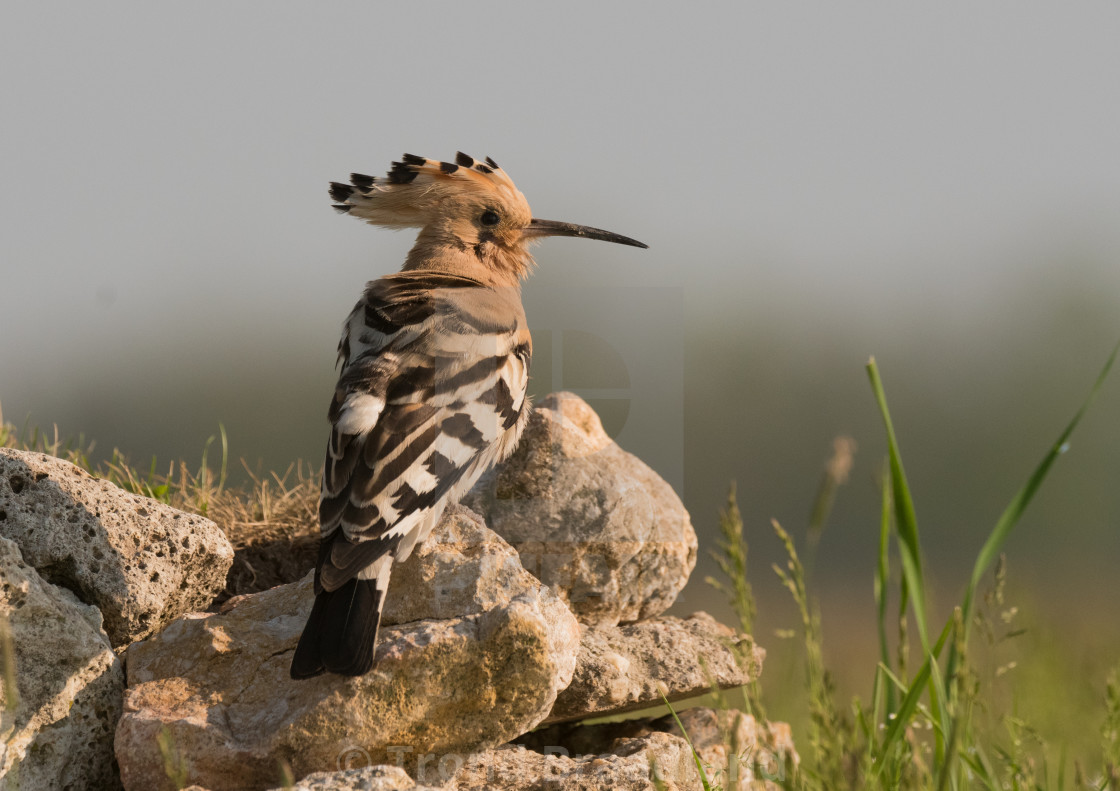 "Eurasian hoopoe" stock image