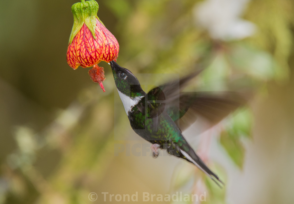 "Collared inca" stock image