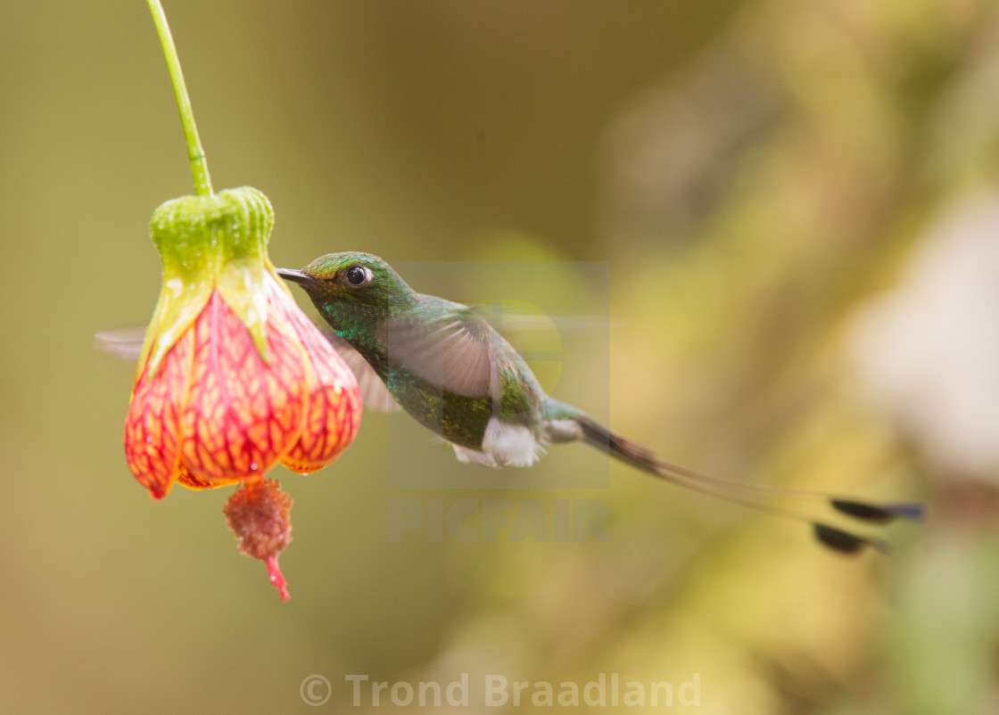 "White-booted racket-tail" stock image