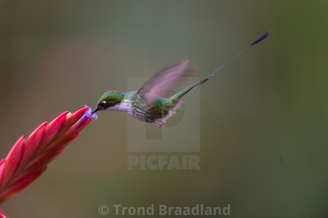 "White-booted racket-tail" stock image