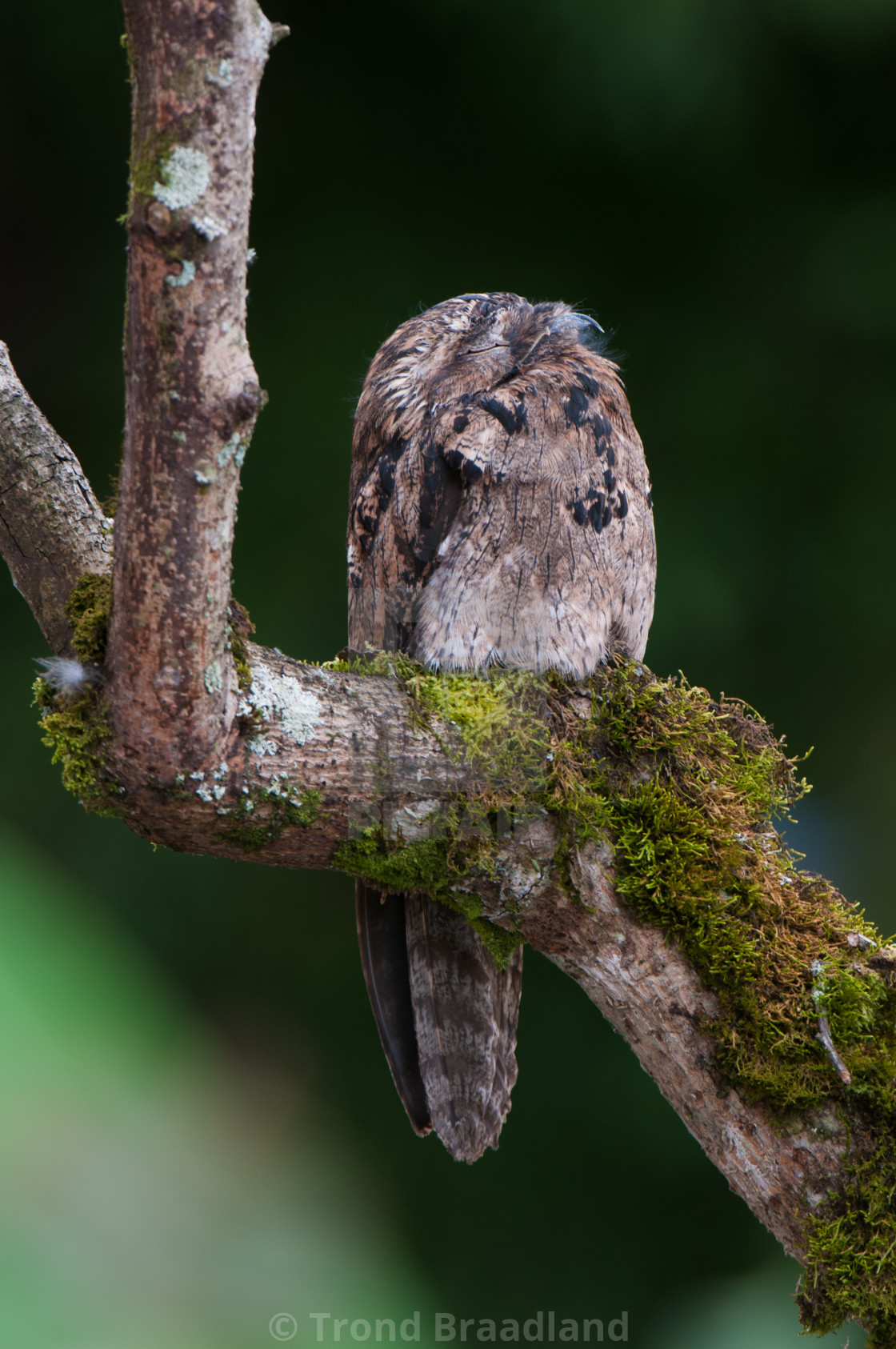 "Common potoo" stock image