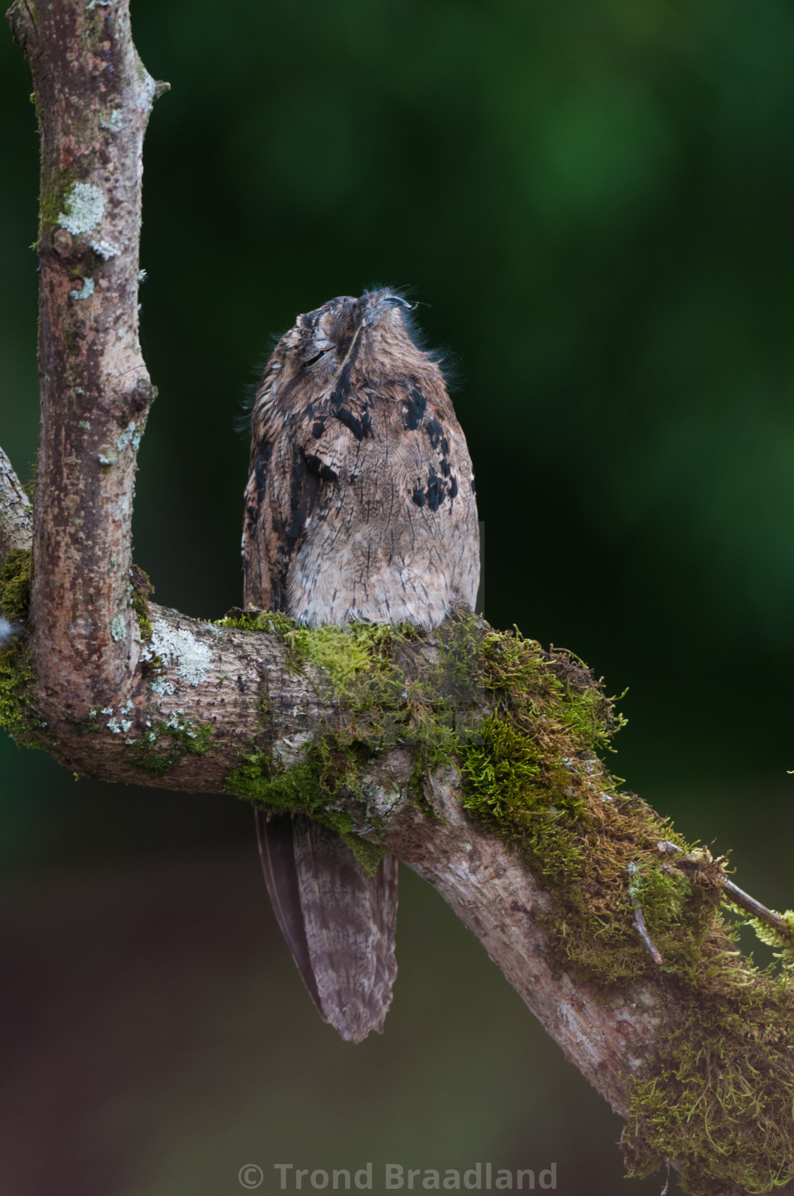 "Common potoo" stock image