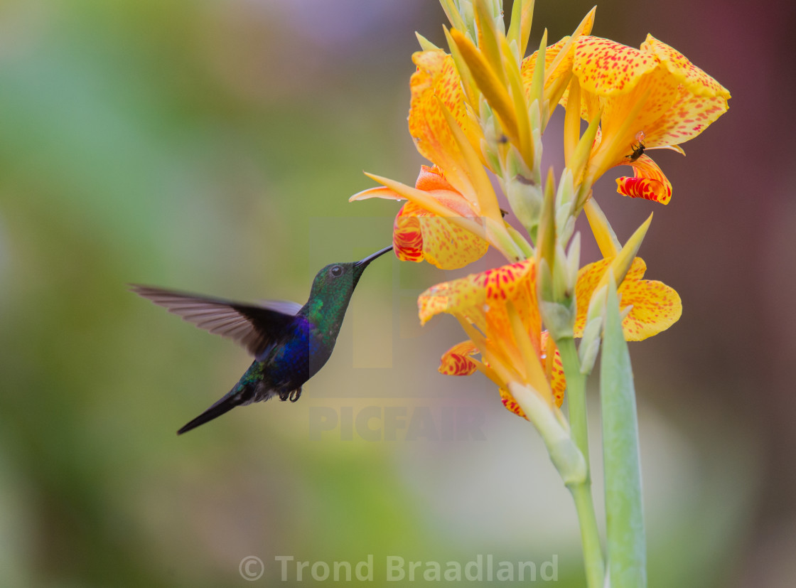 "Green-crowned woodnymph" stock image