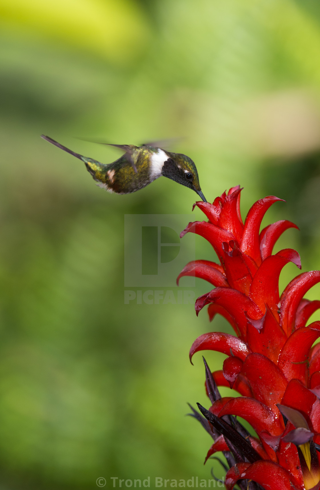 "Purple-throated woodstar" stock image