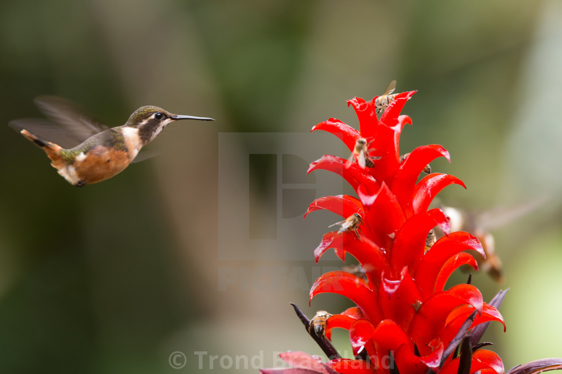 "Purple-throated woodstar" stock image