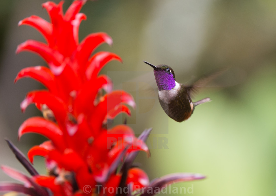 "Purple-throated woodstar" stock image