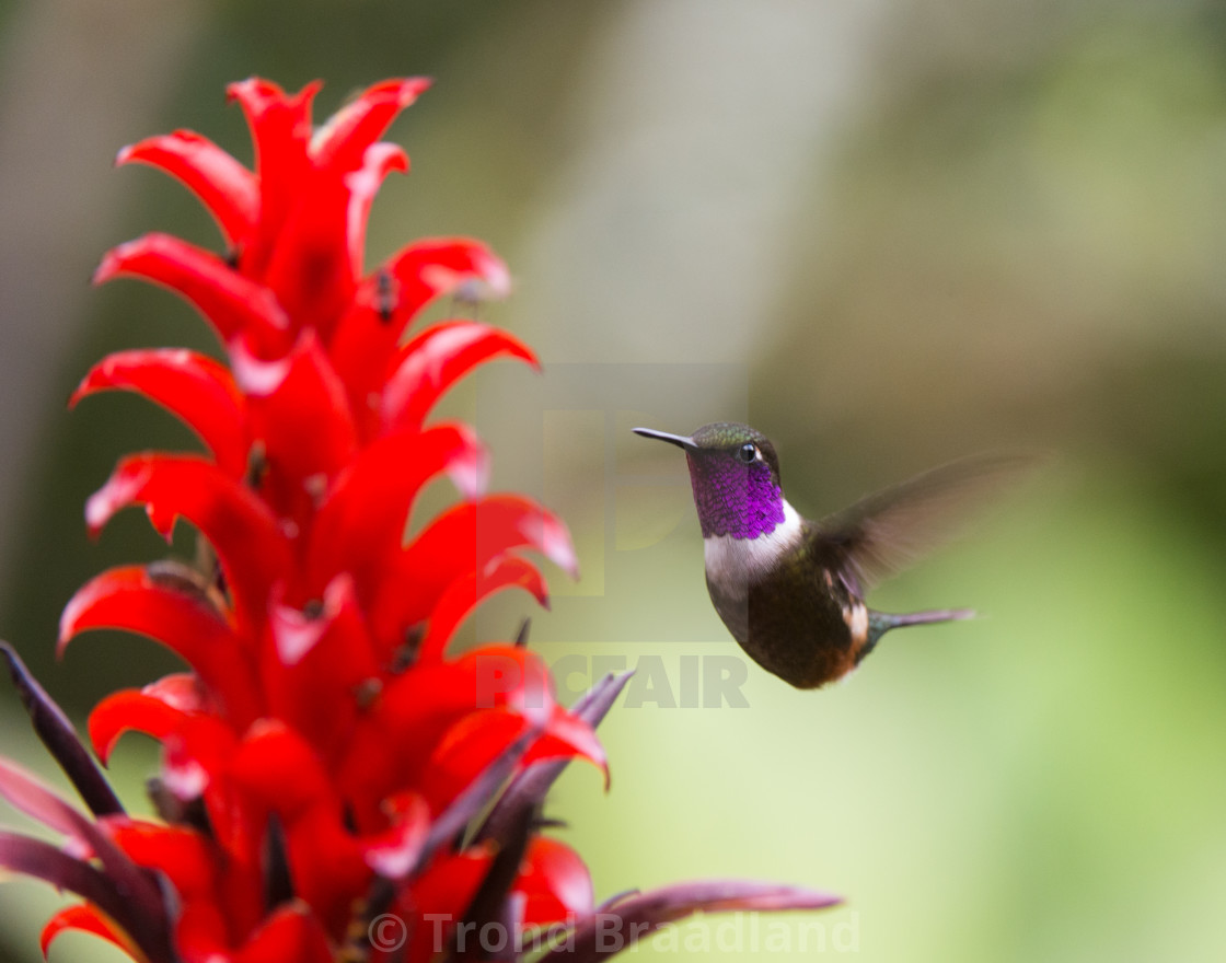 "Purple-throated woodstar" stock image