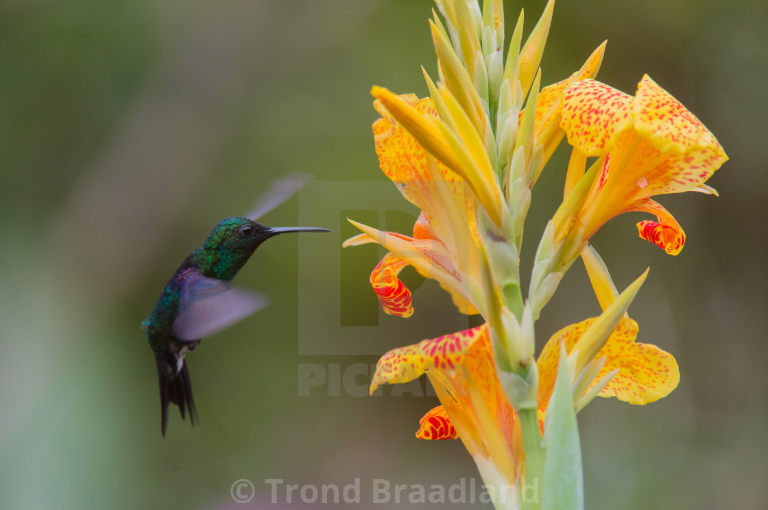 "Green-crowned woodnymph" stock image