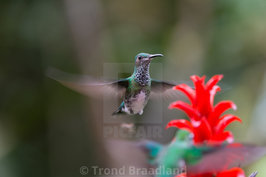 "White-necked jacobin female" stock image