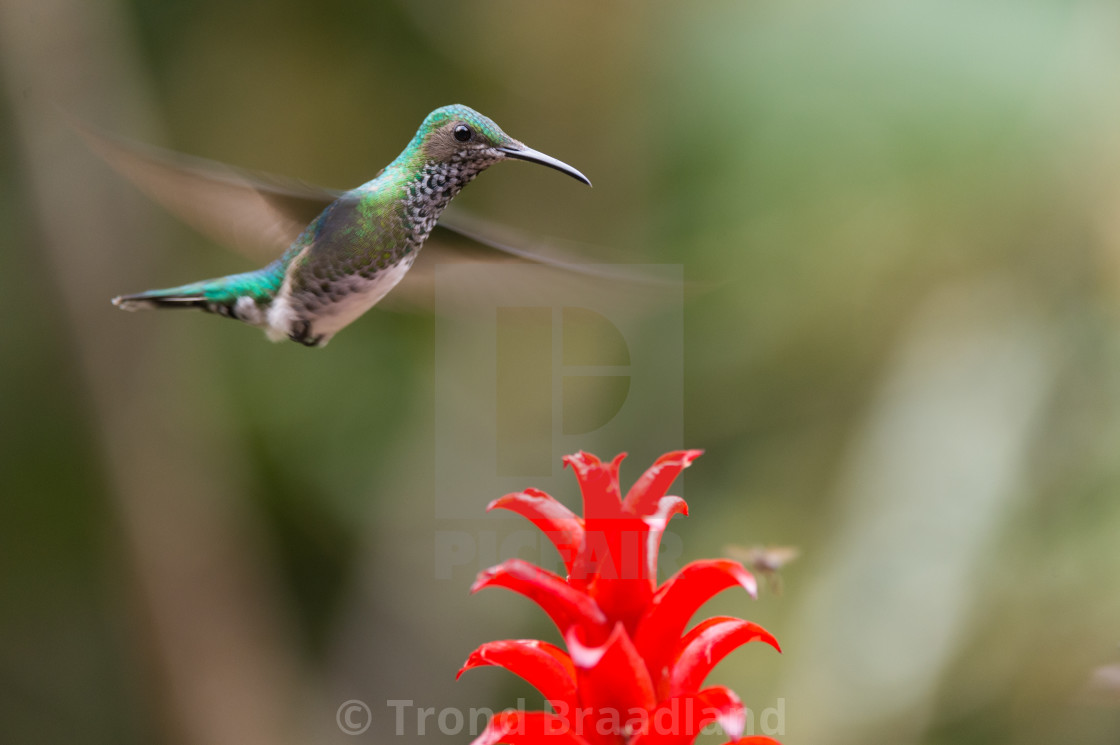 "White-necked jacobin female" stock image