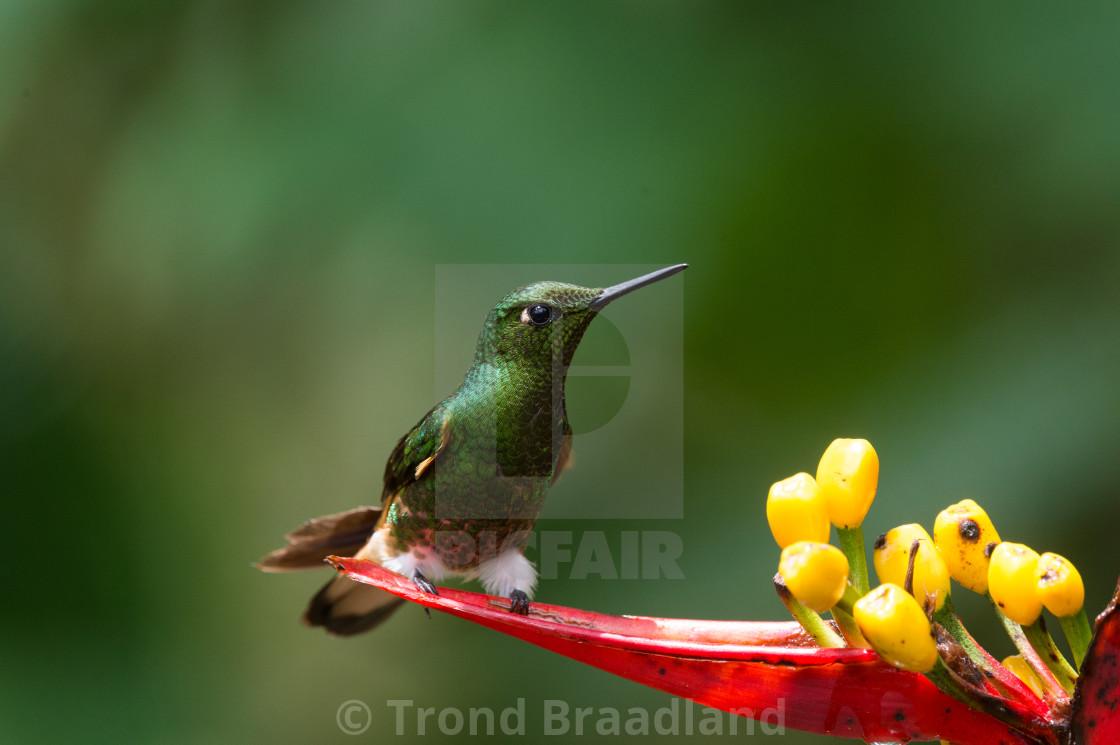 "Buff-tailed coronet" stock image