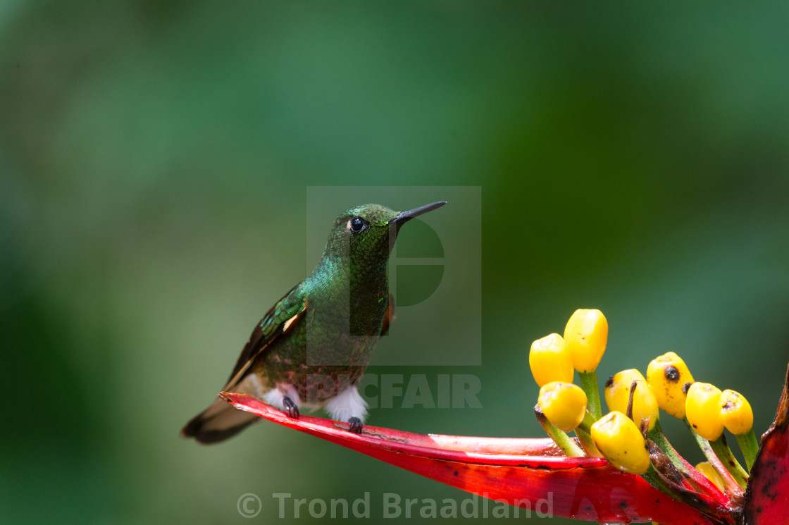 "Buff-tailed coronet" stock image