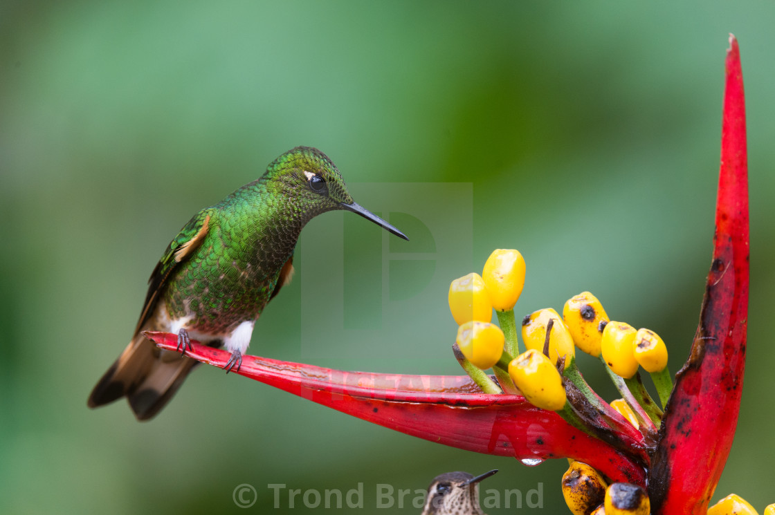 "Buff-tailed coronet" stock image