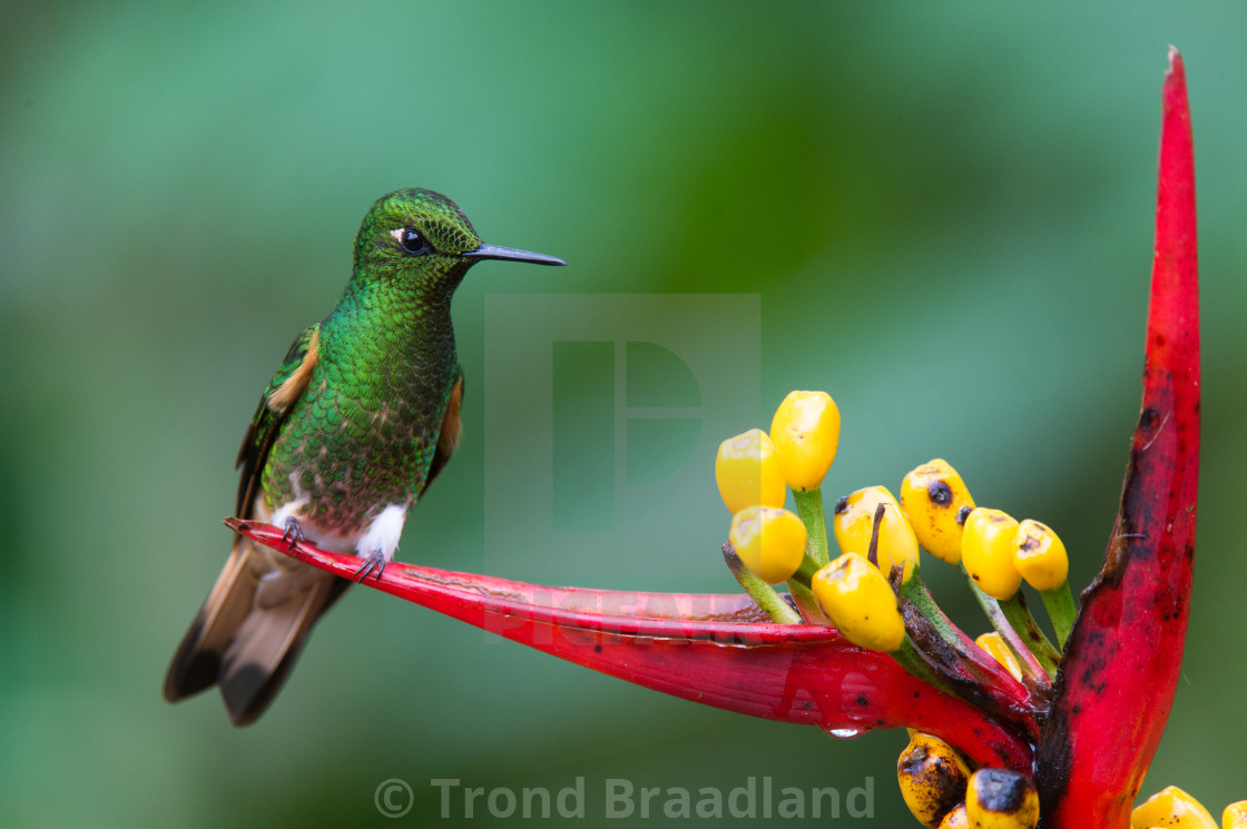 "Buff-tailed coronet" stock image