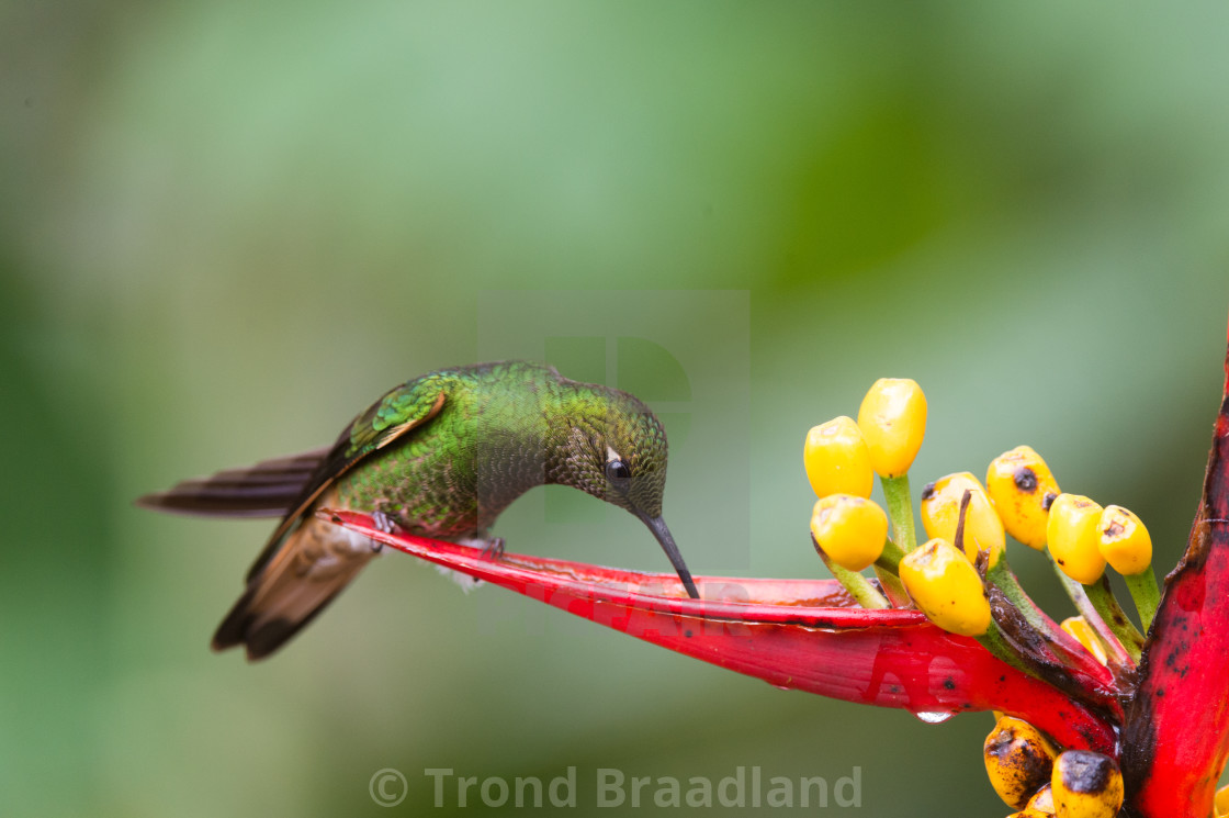 "Buff-tailed coronet" stock image