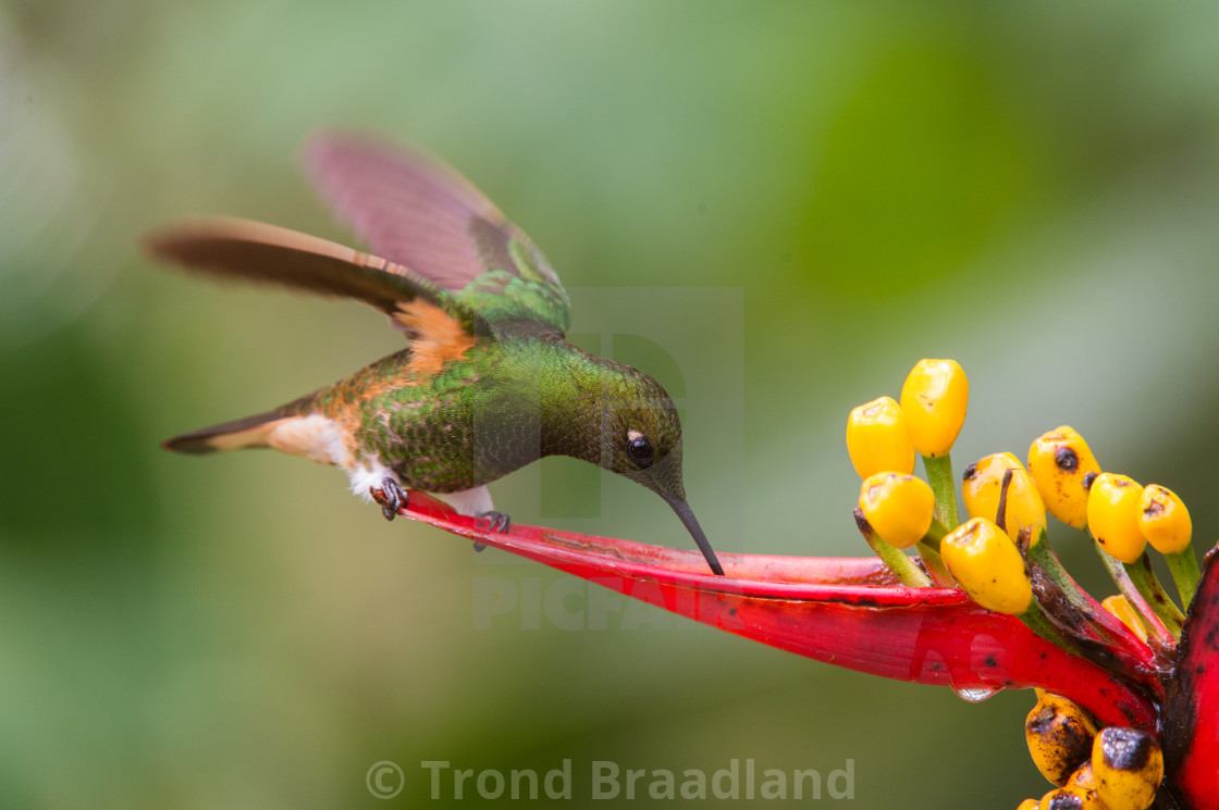 "Buff-tailed coronet" stock image