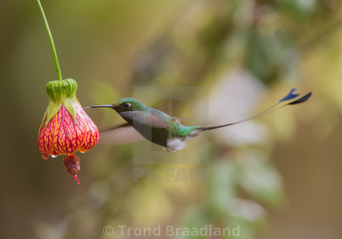 "White-booted racket-tail" stock image