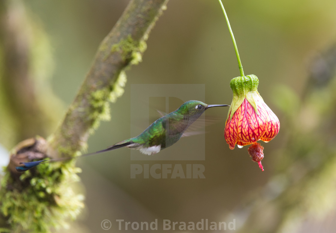 "White-booted racket-tail" stock image