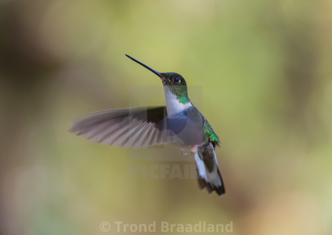 "Collared inca" stock image