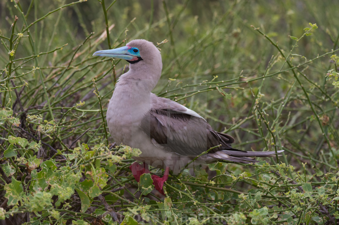 "Red-footed booby" stock image