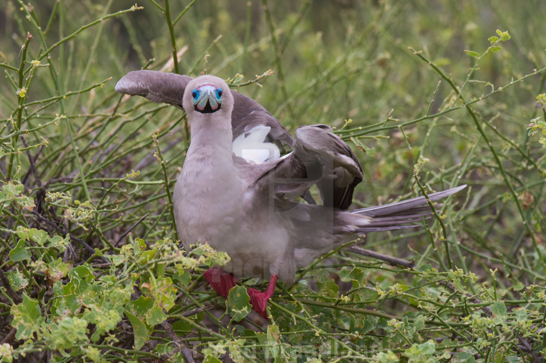 "Red-footed booby" stock image