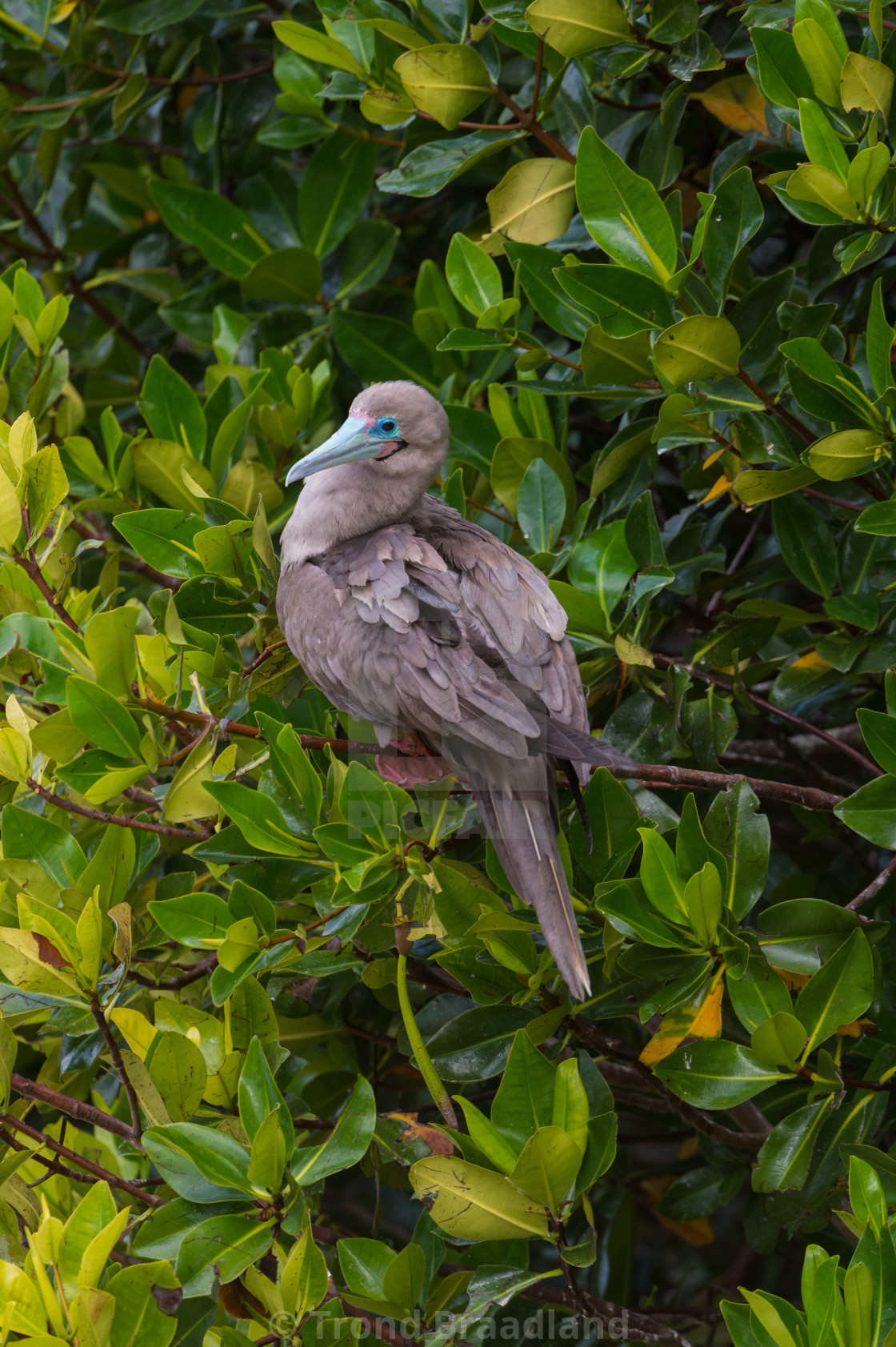 "Red-footed booby" stock image