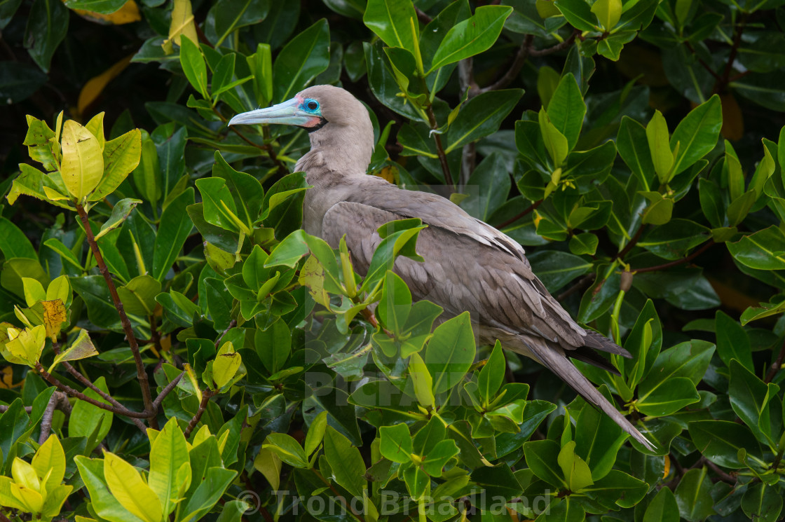 "Red-footed booby" stock image