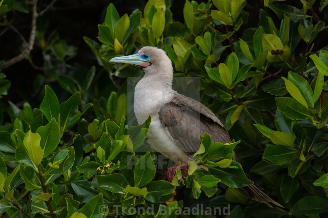 "Red-footed booby" stock image