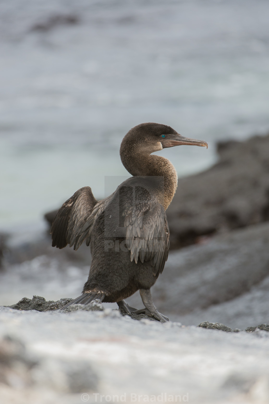 "Flightless cormorant" stock image