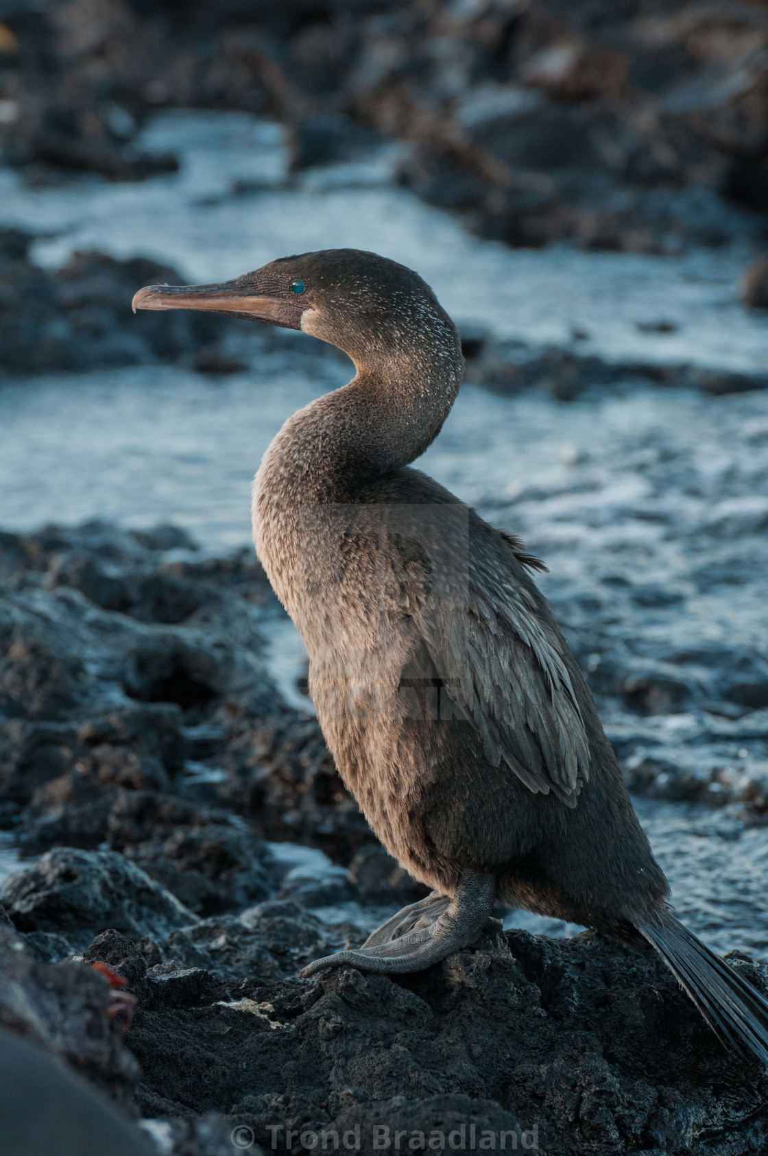 "Flightless cormorant" stock image