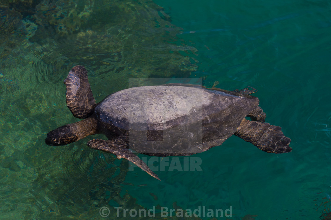 "Green sea turtle" stock image