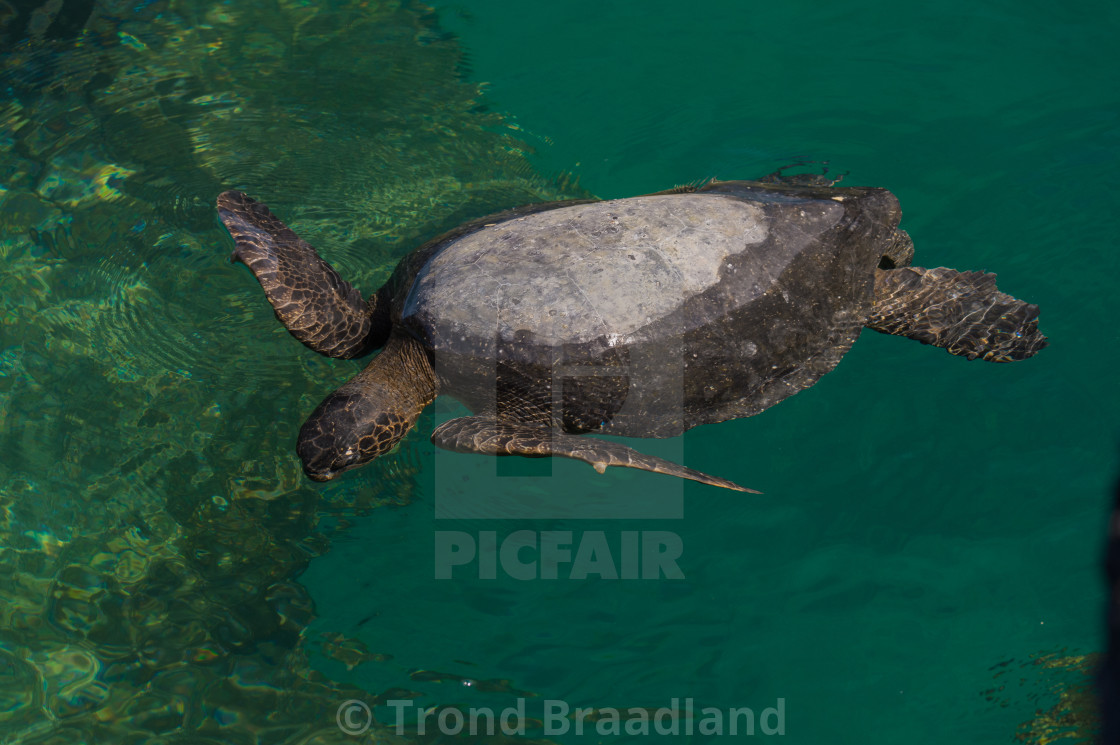 "Green sea turtle" stock image