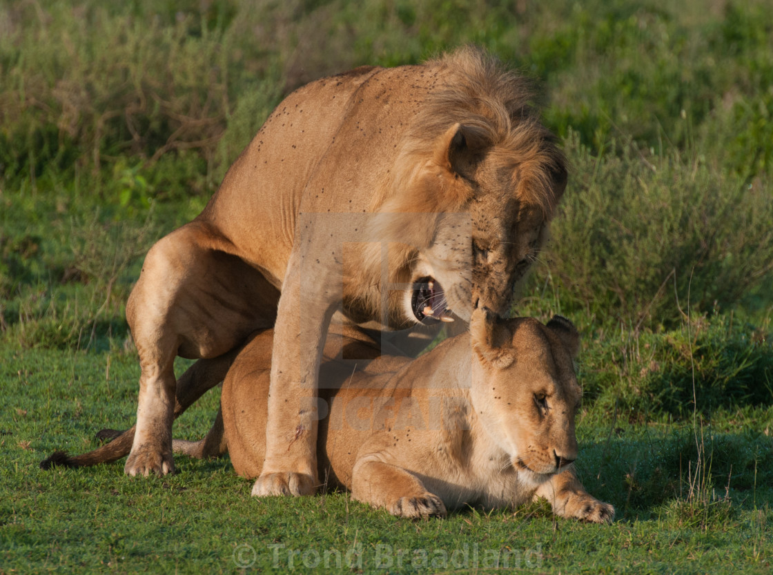 "Mating lions" stock image