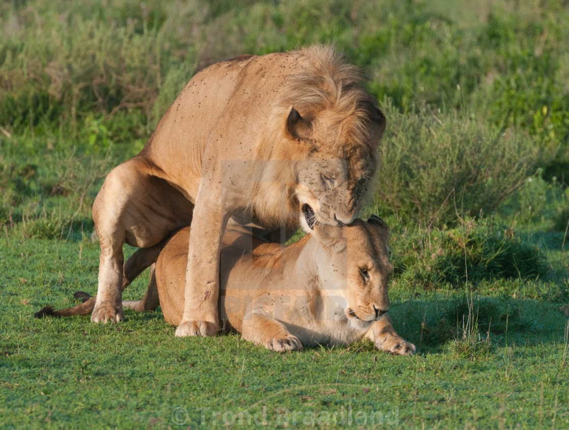 "Mating lions" stock image