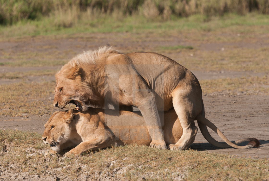 "Mating lions" stock image