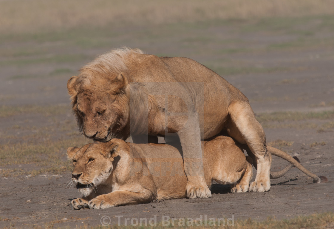 "Mating lions" stock image