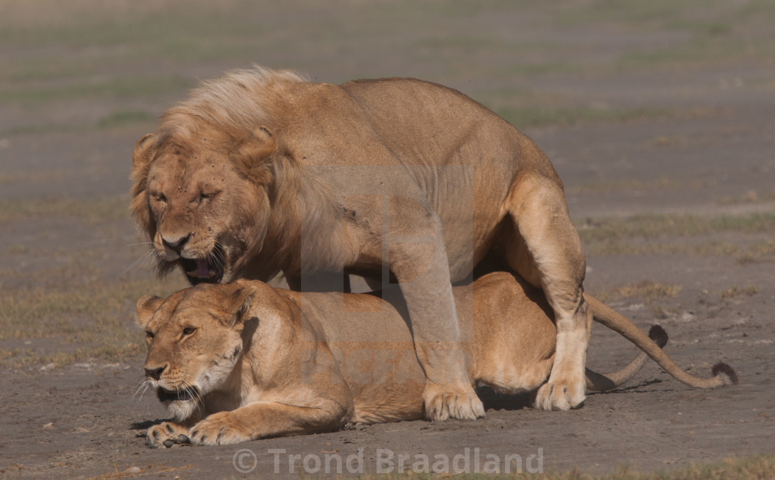 "Mating lions" stock image