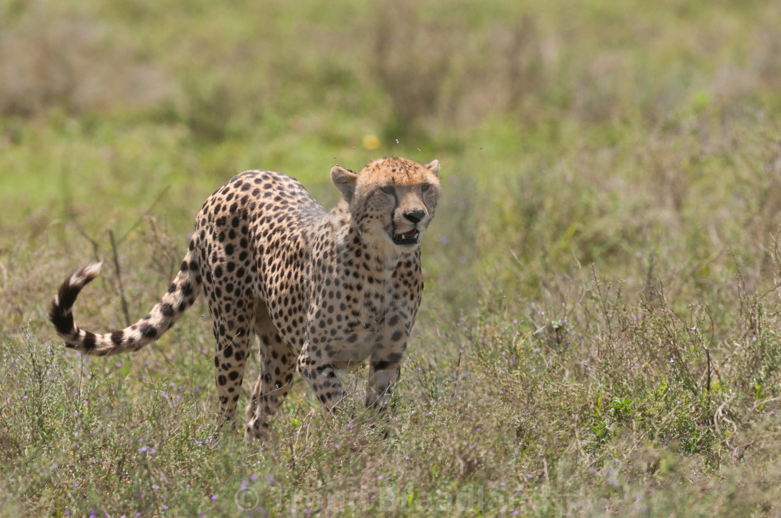 "Cheetah" stock image