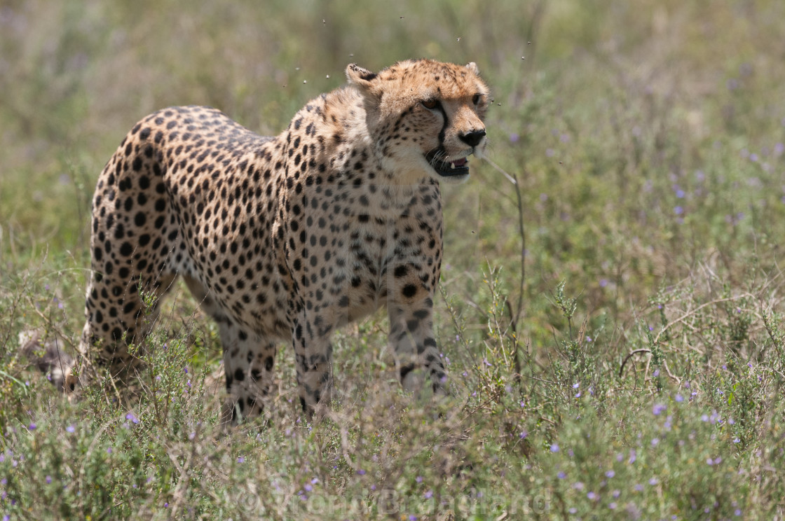 "Cheetah" stock image