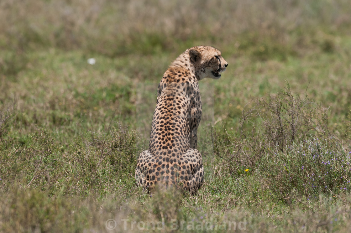 "Cheetah" stock image