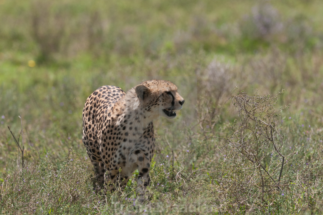 "Cheetah" stock image