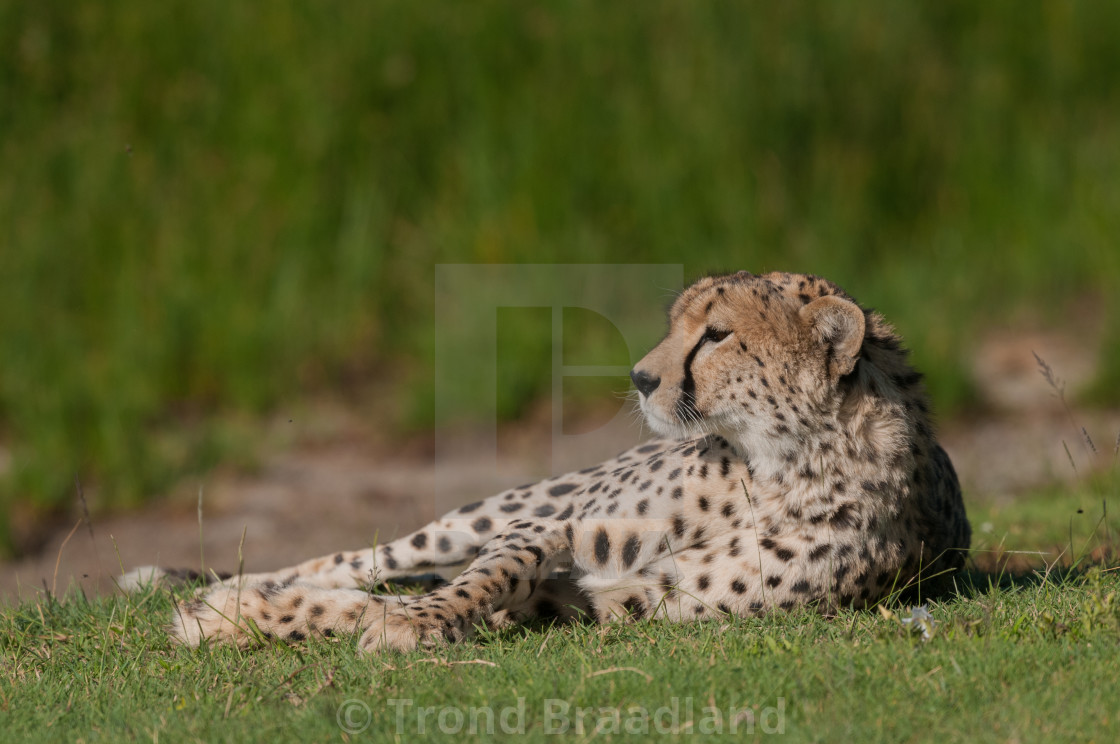 "Cheetah" stock image