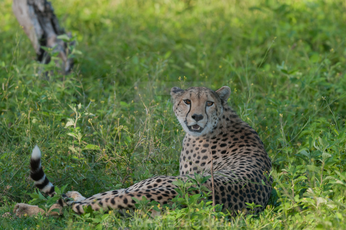 "Cheetah" stock image