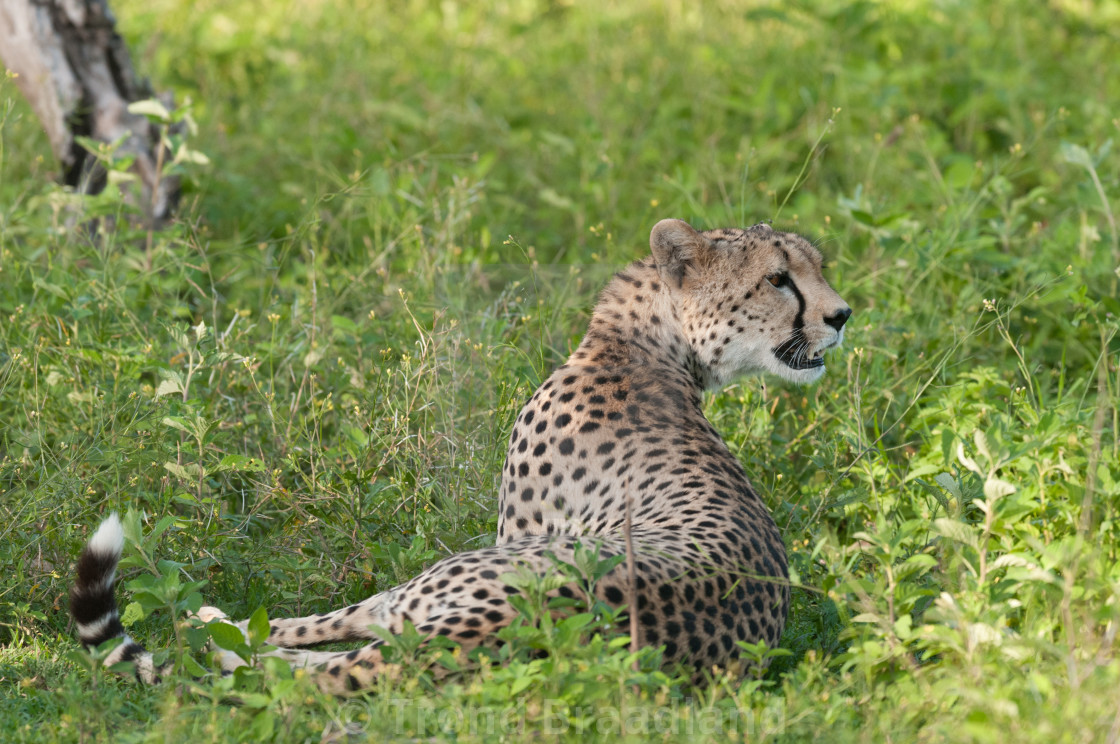 "Cheetah" stock image