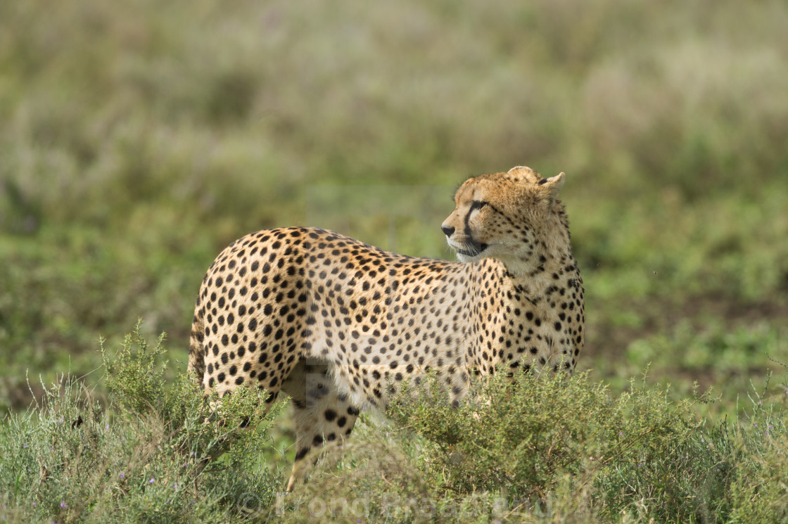 "Cheetah" stock image