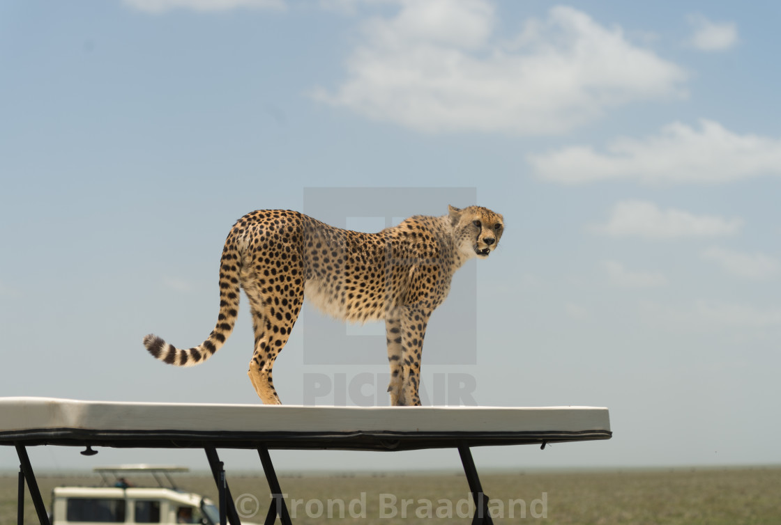 "Cheetah" stock image