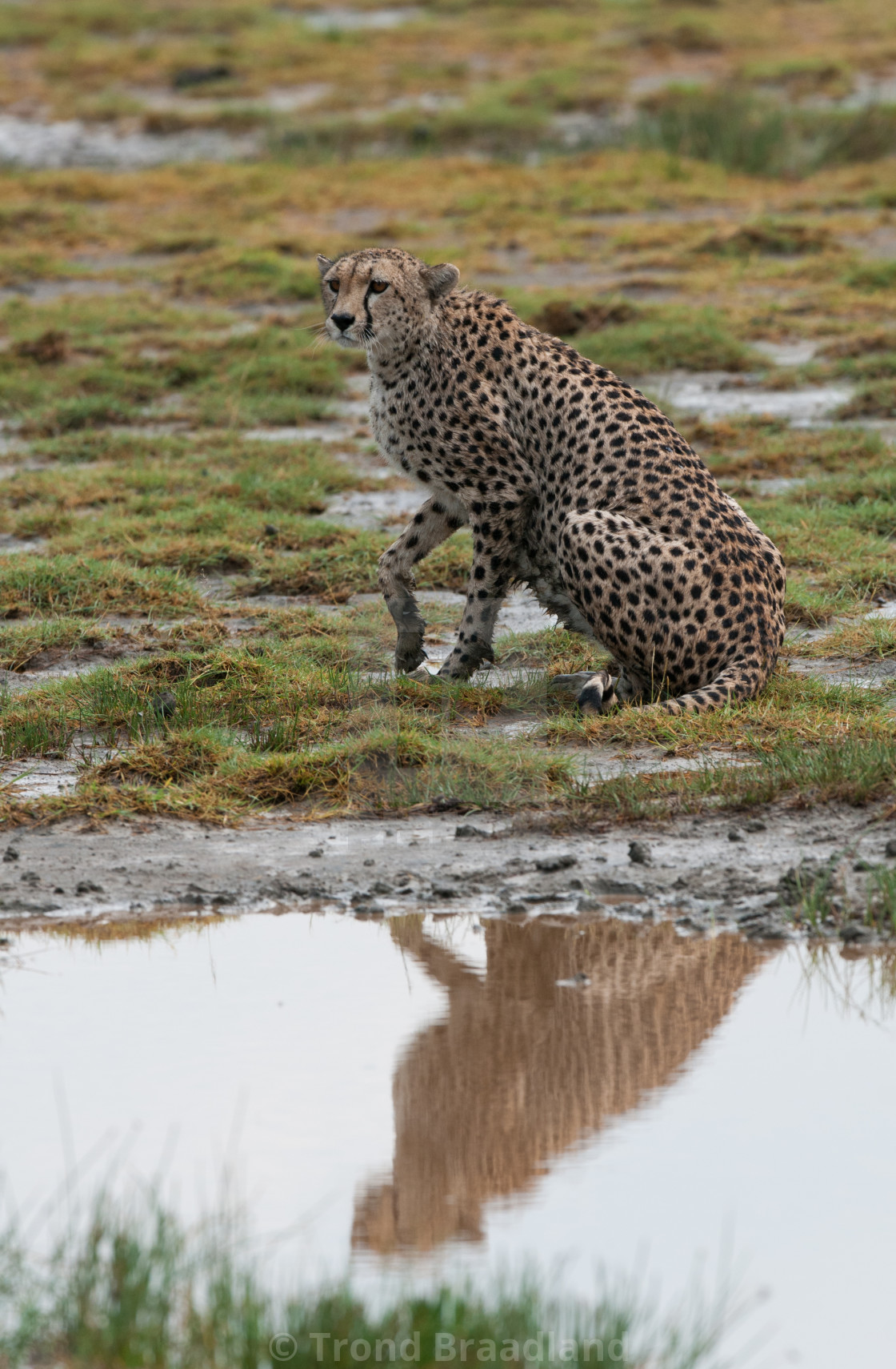 "Cheetah" stock image