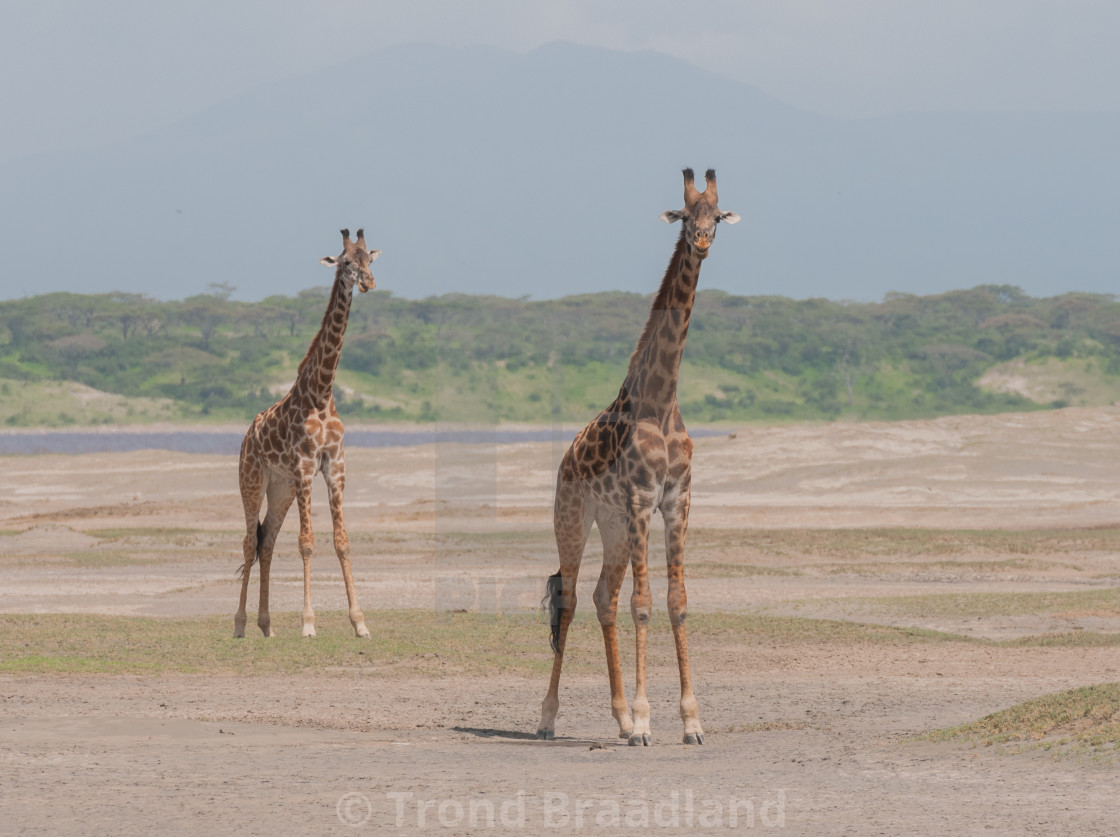 "Giraffes" stock image