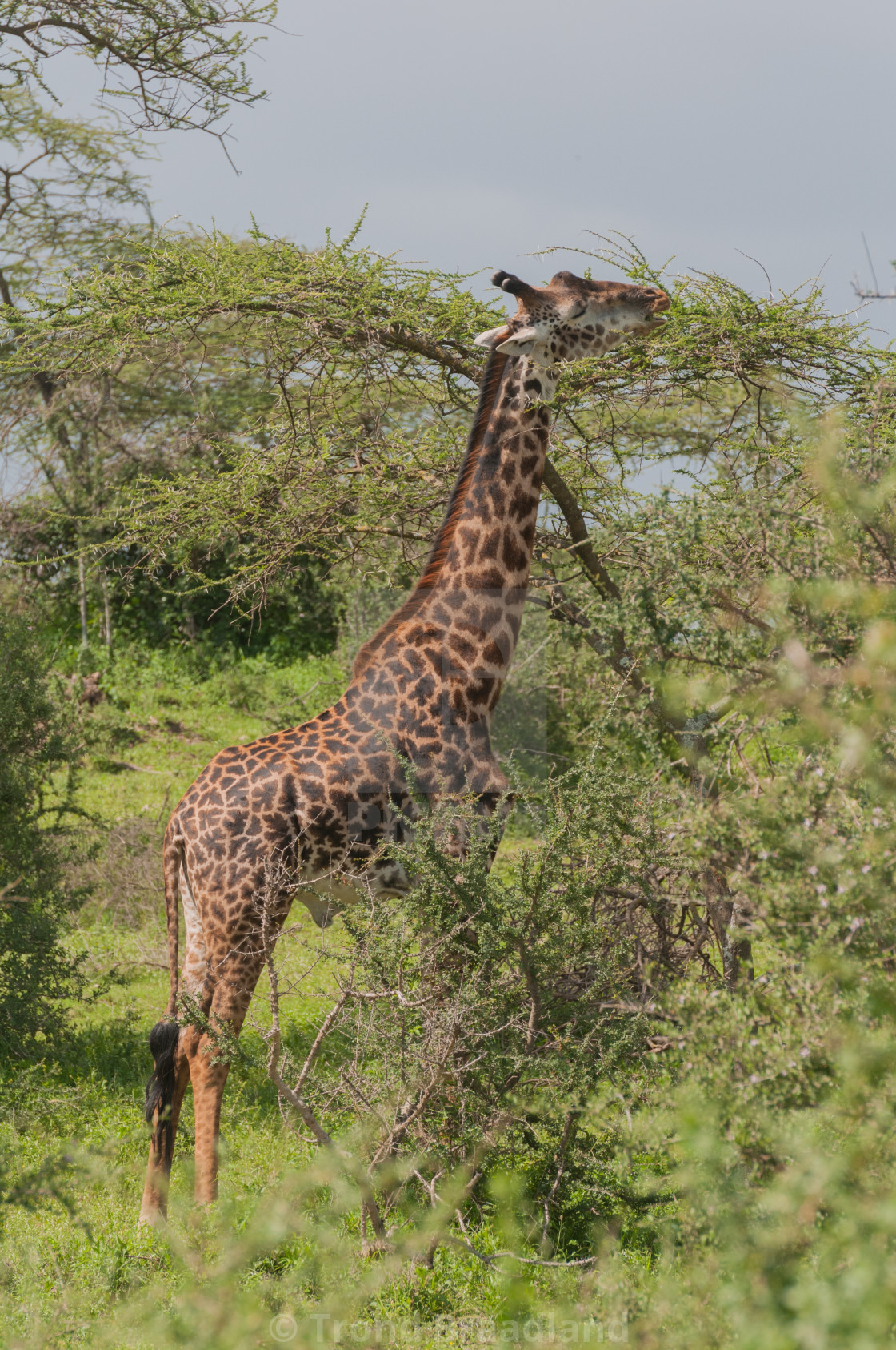 "Giraffe" stock image